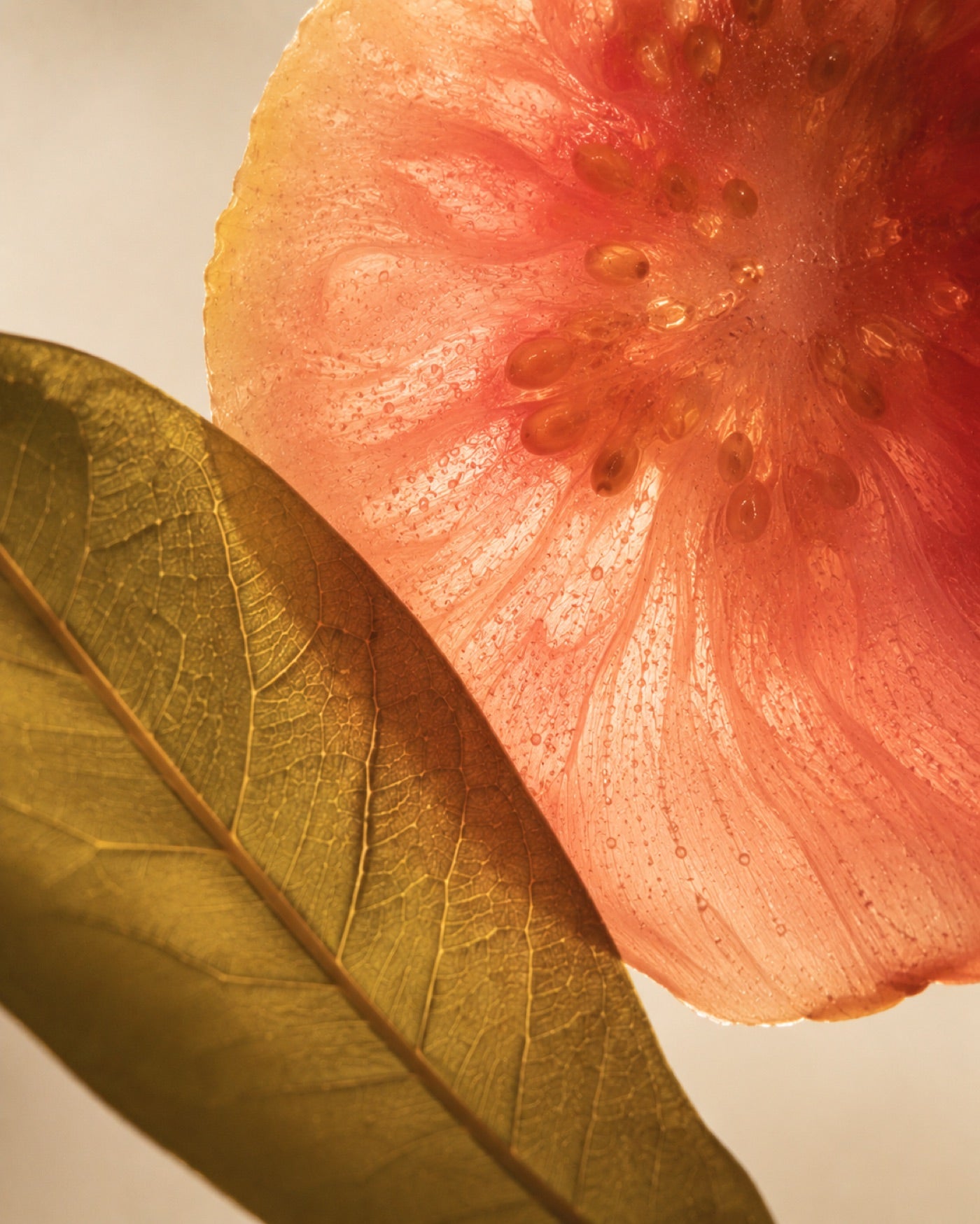 Window Fruit fragrance mood image inspired by sunlit rooms